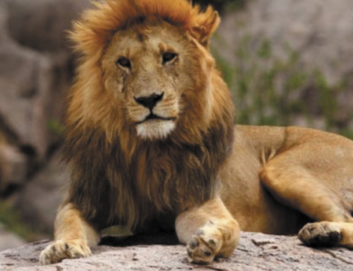 Witnessing Tanzania’s Great Migration is a once-in-a-lifetime opportunity